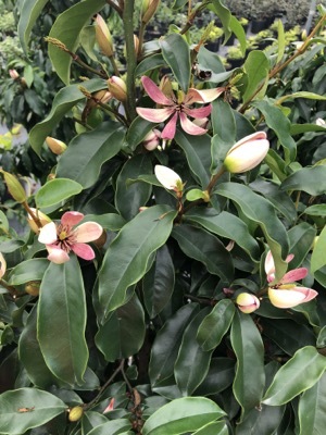 Magnolia-Stellar Ruby_Garden
