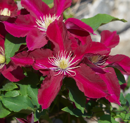 Clematis Elpis