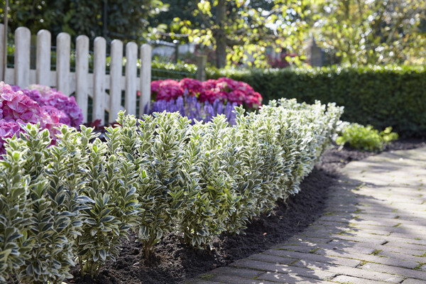 Euonymus White Spire