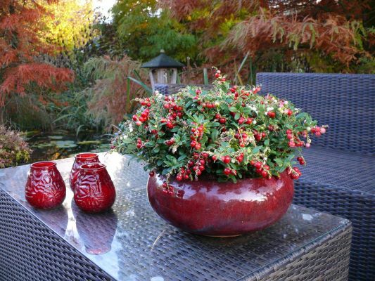 Vaccinium-Red Candy_Patio