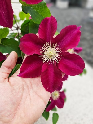 Clematis Elpis