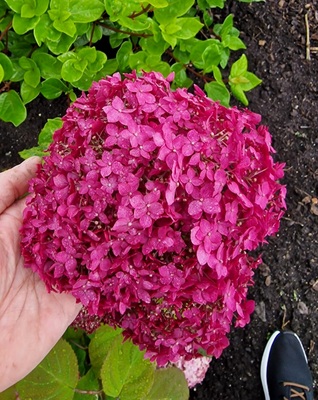 Hydrangea Candybelle Winegum