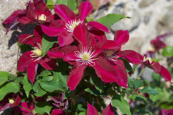Clematis Elpis