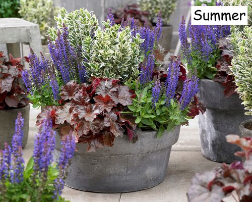 Euonymus White Spire