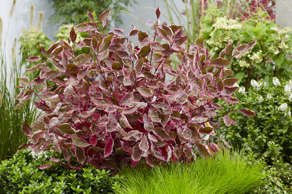 Cornus Sgt. Pepper