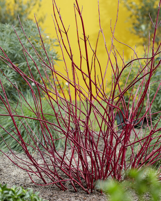 Cornus Sgt. Pepper